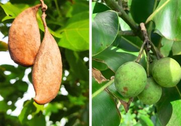 PENDAPAT — Nyamplung dan Malapari, Solusi Biofuel Menuju Energi Mandiri