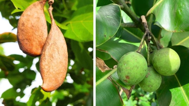 PENDAPAT — Nyamplung dan Malapari, Solusi Biofuel Menuju Energi Mandiri