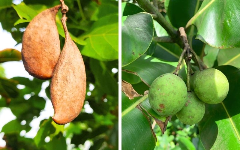 PENDAPAT — Nyamplung dan Malapari, Solusi Biofuel Menuju Energi Mandiri