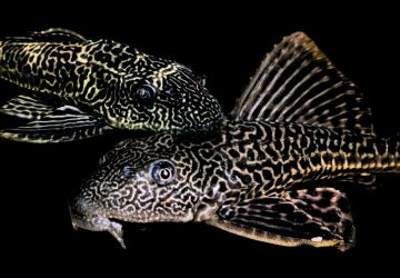 Invasifnya Spesies Ikan Asing Jadi Ancaman Ekosistem Perairan Indonesia