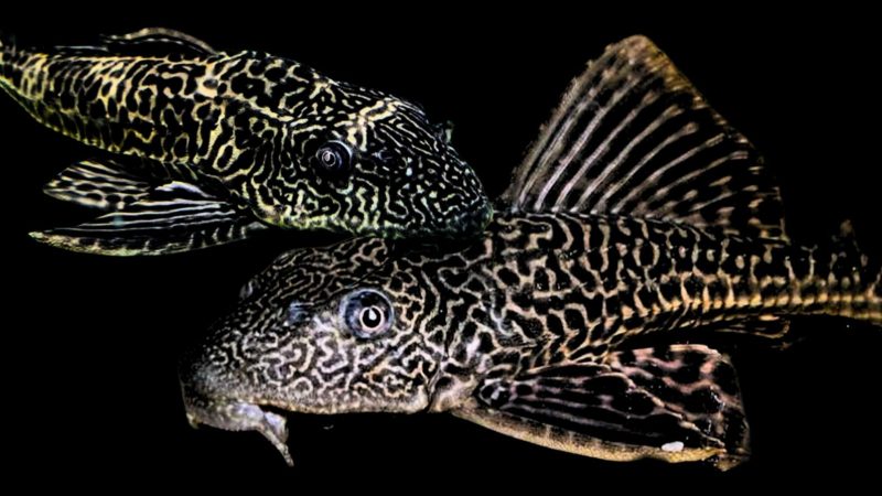 Invasifnya Spesies Ikan Asing Jadi Ancaman Ekosistem Perairan Indonesia