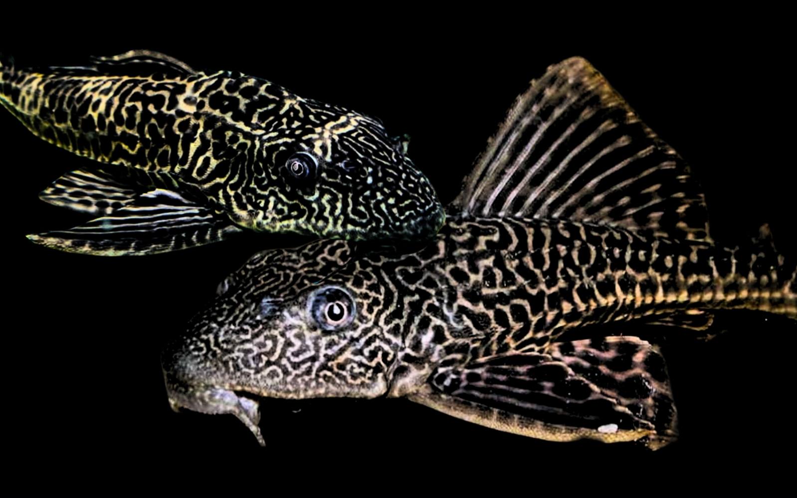 Invasifnya Spesies Ikan Asing Jadi Ancaman Ekosistem Perairan Indonesia