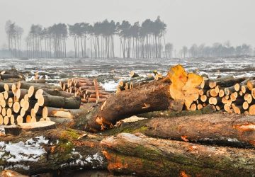 Luas Hutan Indonesia Menyusut, Benarkah Deforestasi Hampir Dua Kali Lipat?
