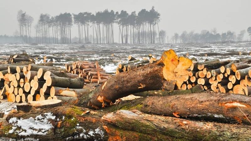 Luas Hutan Indonesia Menyusut, Benarkah Deforestasi Hampir Dua Kali Lipat?