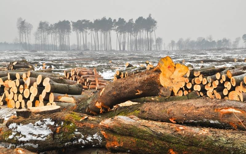 Luas Hutan Indonesia Menyusut, Benarkah Deforestasi Hampir Dua Kali Lipat?