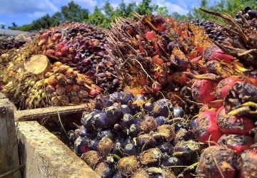 Kelapa Sawit Berkelanjutan: Antara Cuan, Hutan Gundul, dan Jalan Keluarnya