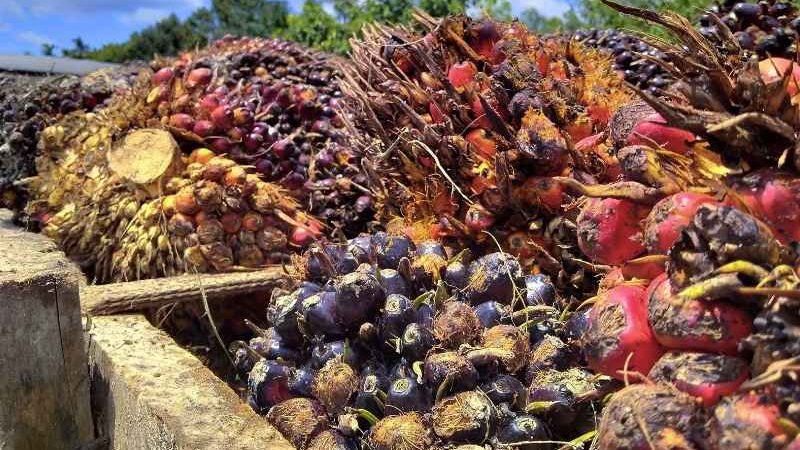 Kelapa Sawit Berkelanjutan: Antara Cuan, Hutan Gundul, dan Jalan Keluarnya