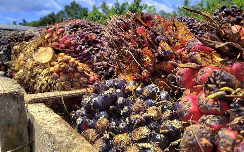 Kelapa Sawit Berkelanjutan: Antara Cuan, Hutan Gundul, dan Jalan Keluarnya