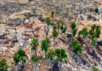 Luas Hutan Primer Indonesia Menyusut, Berlawanan dengan Tren Global