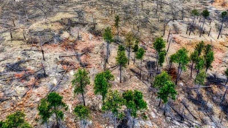 Luas Hutan Primer Indonesia Menyusut, Berlawanan dengan Tren Global
