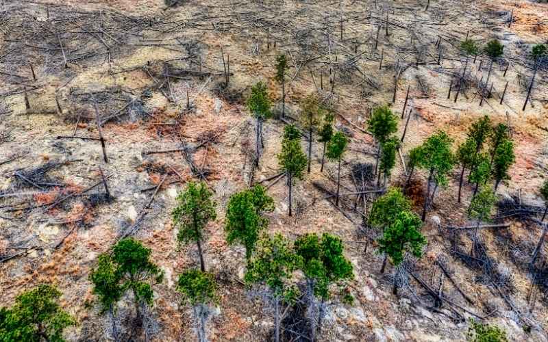 Luas Hutan Primer Indonesia Menyusut, Berlawanan dengan Tren Global