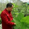 “Halaman Rumah Saya Jadi Kebun Buah Tin”