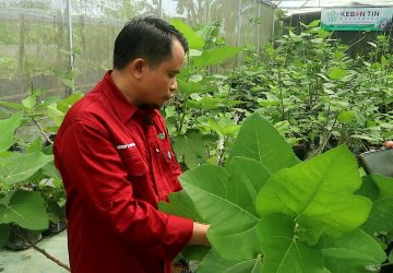 “Halaman Rumah Saya Jadi Kebun Buah Tin”