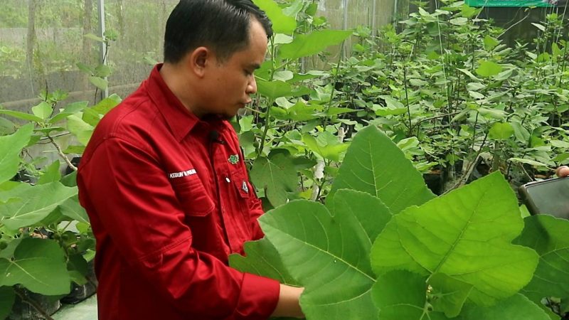 “Halaman Rumah Saya Jadi Kebun Buah Tin”