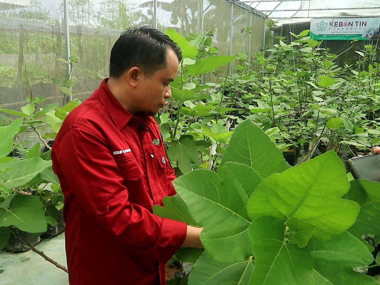 Kebun Buah Tin