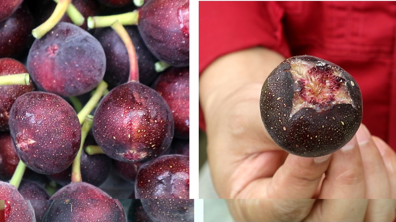 Budidaya pohon buah tin