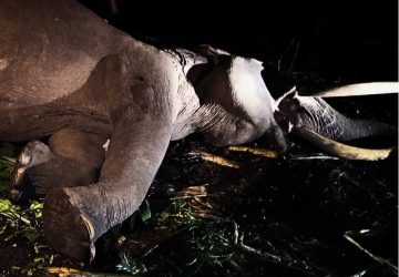 Gajah Indro Mati Akibat Komplikasi