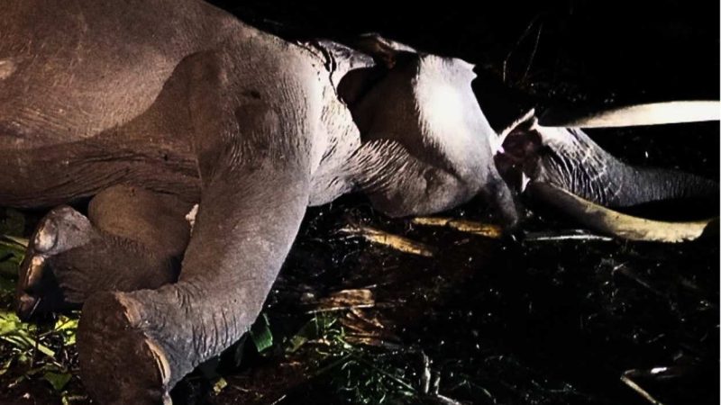 Gajah Indro Mati Akibat Komplikasi