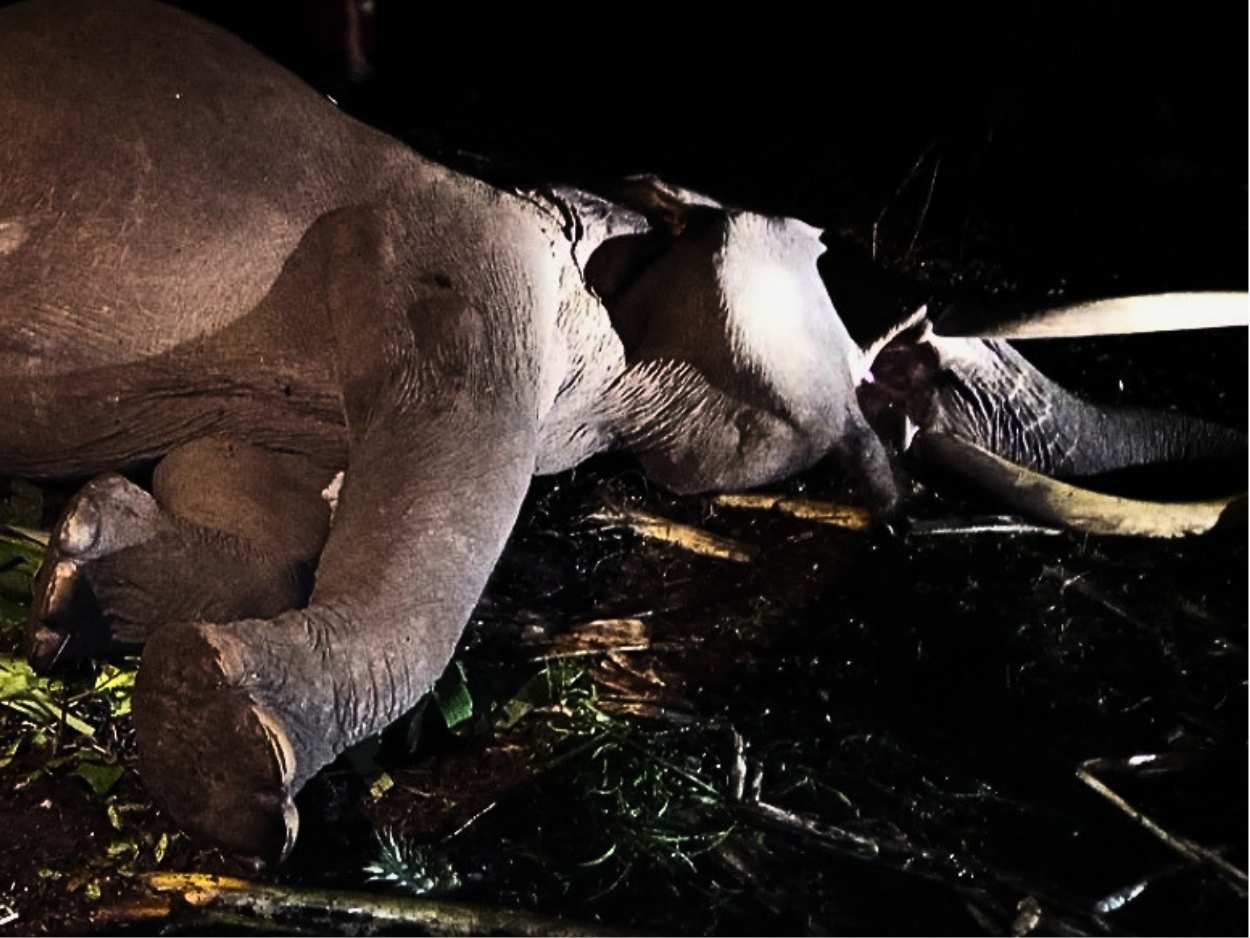 Gajah Indro Mati Akibat Komplikasi