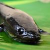 Ikan Gabus, “Sang Revolusi Gizi”