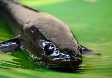 Ikan Gabus, “Sang Revolusi Gizi”