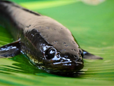 Ikan Gabus, "Sang Revolusi Gizi"