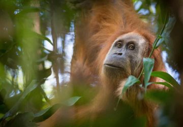 Orangutan Tapanuli Kehilangan 7% Populasi Akibat Hujan Ekstrem