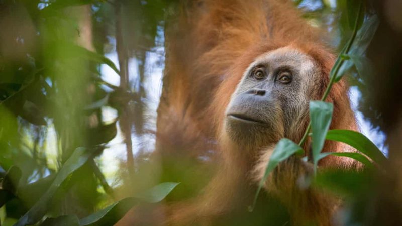 Orangutan Tapanuli Kehilangan 7% Populasi Akibat Hujan Ekstrem