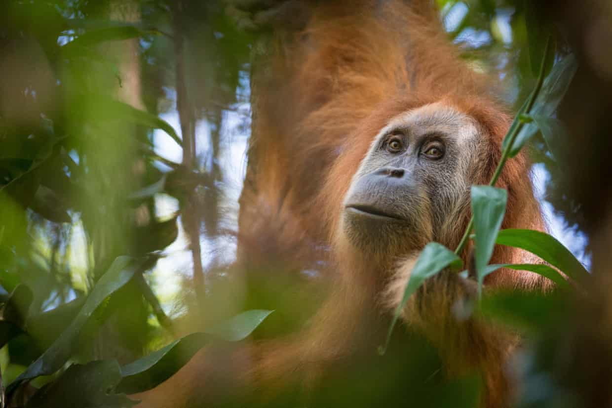 Orangutan Tapanuli Kehilangan 7% Populasi Akibat Hujan Ekstrem