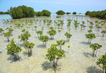 Silvo-aquaculture, “Perisai” Alam untuk Pesisir dari Ancaman Krisis Iklim