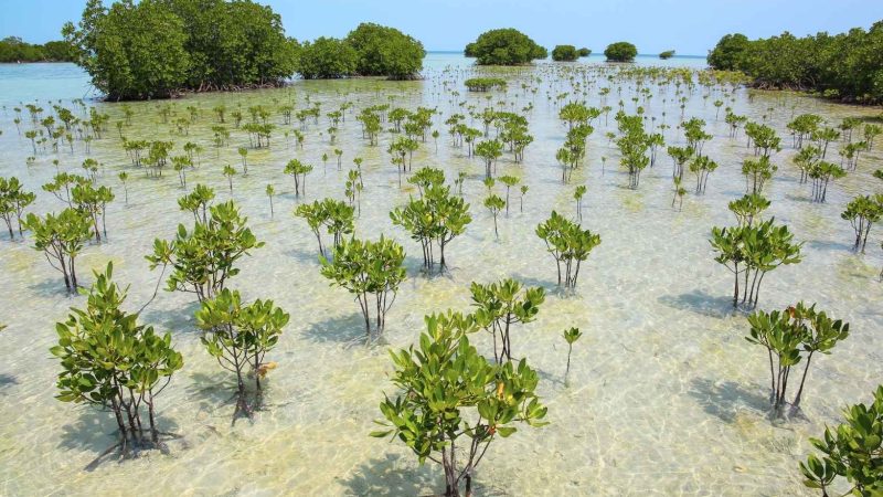 Silvo-aquaculture, “Perisai” Alam untuk Pesisir dari Ancaman Krisis Iklim