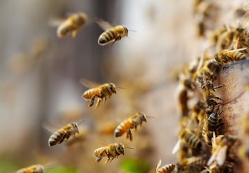 Ada Bakteri Probiotik di Madu Lebah Tanpa Sengat yang Bisa Lawan Kanker