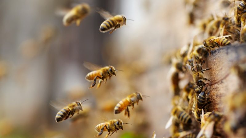 Ada Bakteri Probiotik di Madu Lebah Tanpa Sengat yang Bisa Lawan Kanker