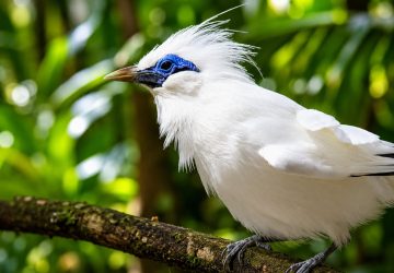 Kisah Jalak Bali dalam Perlindungan Si Pemburu