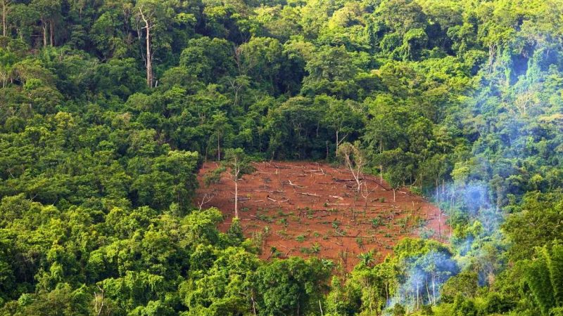 ULASAN — Deforestasi di Indonesia Melonjak Hingga 66%, Terparah dalam Satu Dekade?