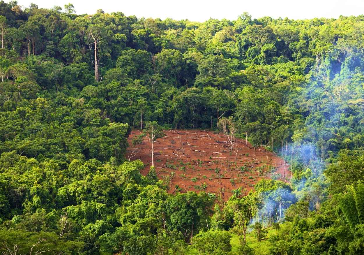 ULASAN — Deforestasi di Indonesia Melonjak Hingga 66%, Terparah dalam Satu Dekade?