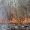 WALHI: 74 Persen Hotspot di Kalimantan Ada di Konsesi Perusahaan, Bagaimana di Riau?