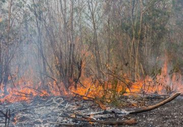 WALHI: 74 Persen Hotspot di Kalimantan Ada di Konsesi Perusahaan, Bagaimana di Riau?