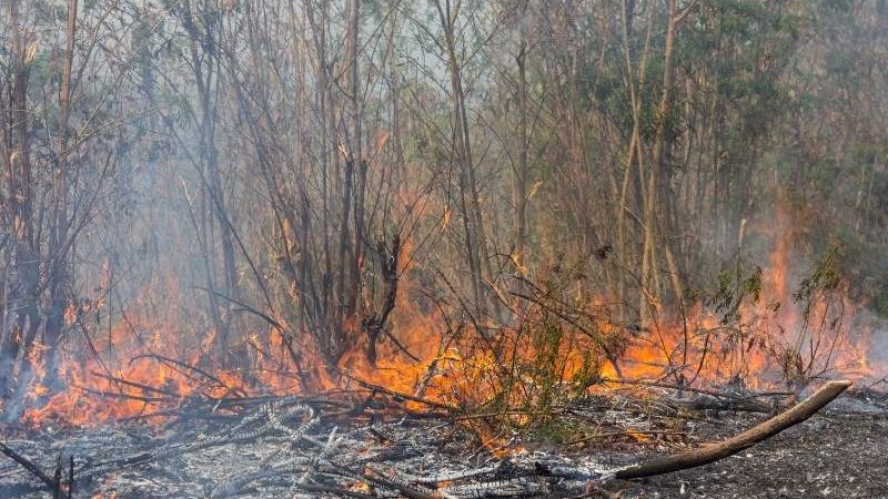 WALHI: 74 Persen Hotspot di Kalimantan Ada di Konsesi Perusahaan, Bagaimana di Riau?