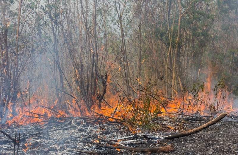 WALHI: 74 Persen Hotspot di Kalimantan Ada di Konsesi Perusahaan, Bagaimana di Riau?