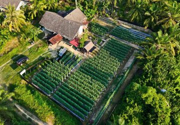 “Mesin Uang” Itu Bernama Melon Golden Alisha