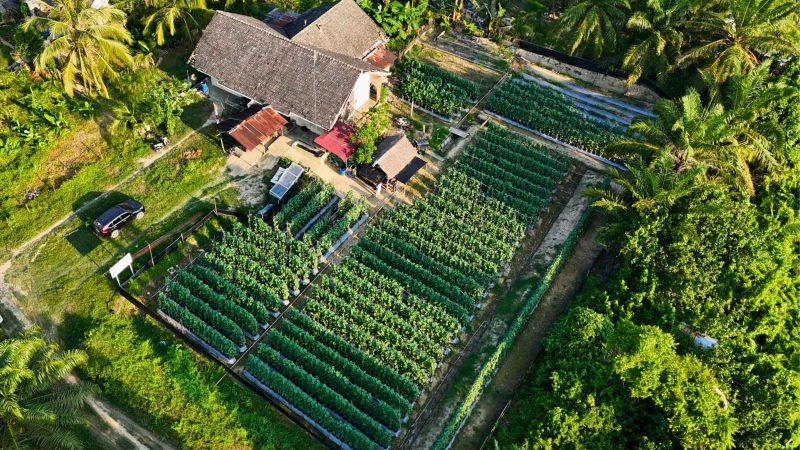 “Mesin Uang” Itu Bernama Melon Golden Alisha