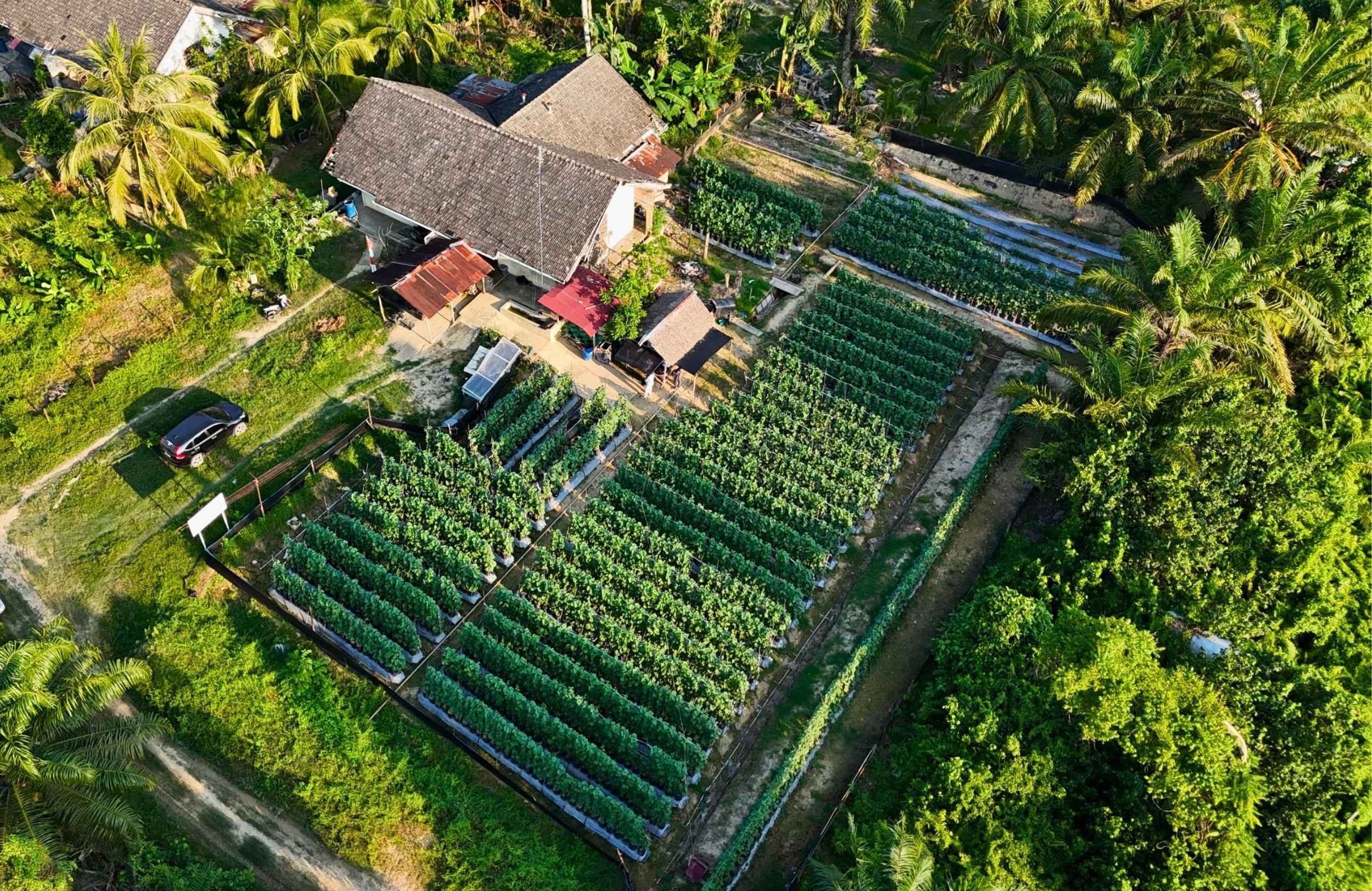 "Mesin Uang" Itu Bernama Melon Golden Alisha