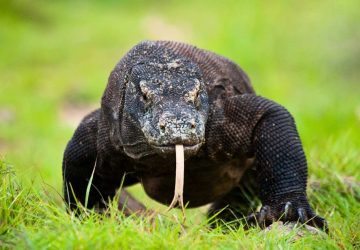 Cacing Pita Endemik Ancam Keberlangsungan Hidup Komodo