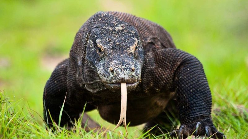 Cacing Pita Endemik Ancam Keberlangsungan Hidup Komodo
