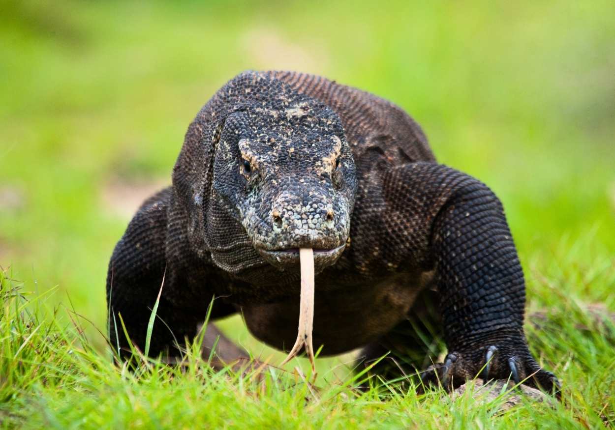 Cacing Pita Endemik Ancam Keberlangsungan Hidup Komodo