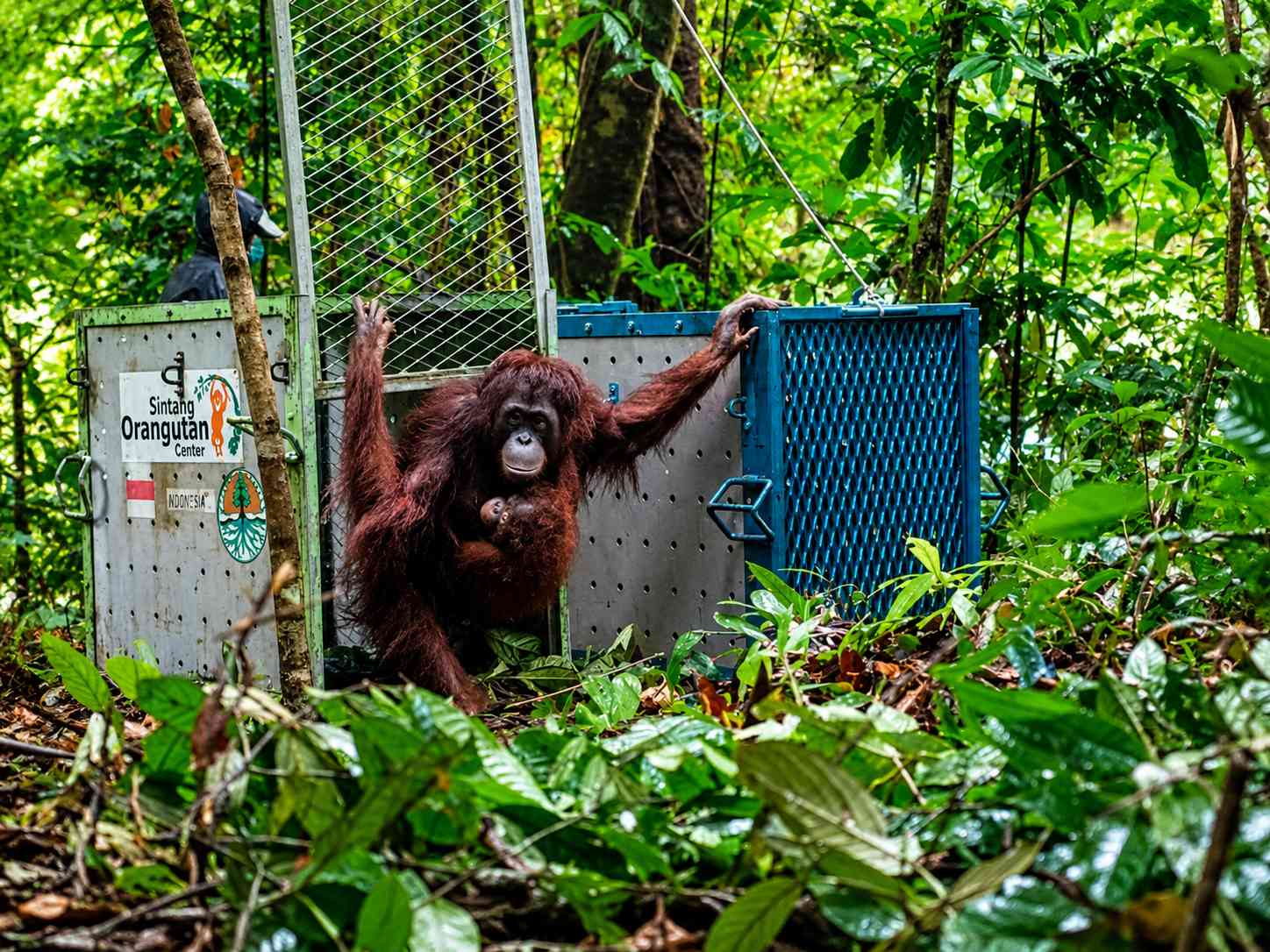 Orangutan Kalimantan Selamat Datang di Rumah Benazir, Jamilah, Sinta, Ulin dan Sabine