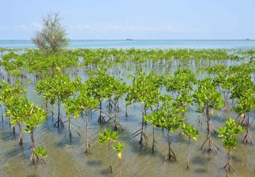 Uni Eropa Tertarik Terlibat dalam Konservasi Keanekaragaman Hayati Laut Indonesia