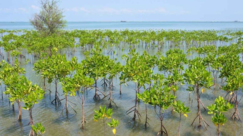 Uni Eropa Tertarik Terlibat dalam Konservasi Keanekaragaman Hayati Laut Indonesia