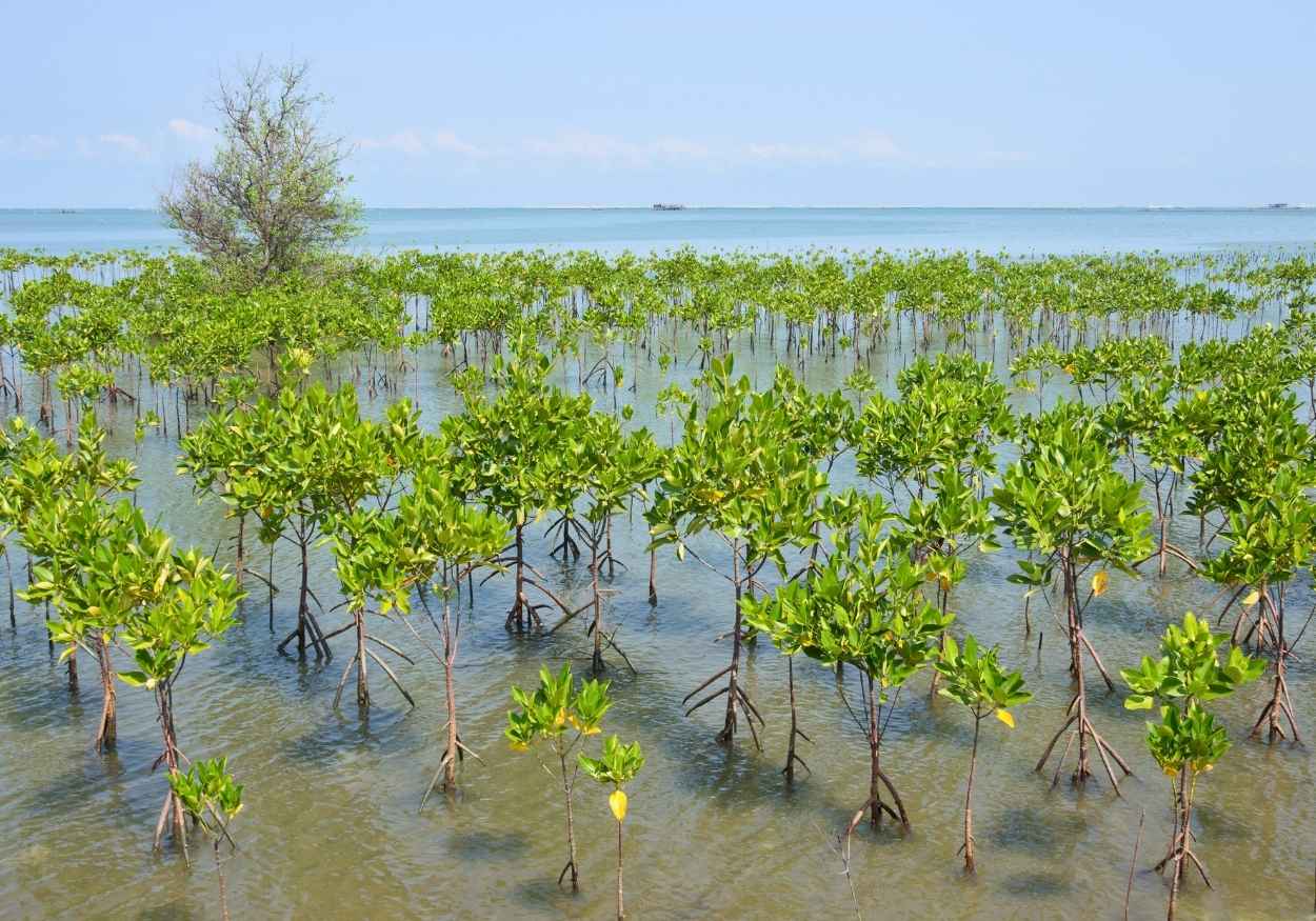Uni Eropa Tertarik Terlibat dalam Konservasi Keanekaragaman Hayati Laut Indonesia